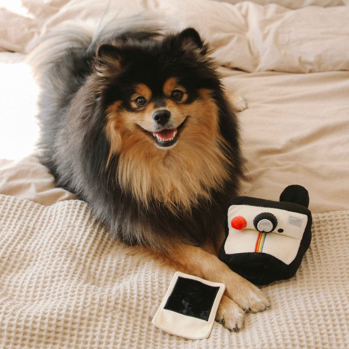 Instant Camera dog enrichment toy