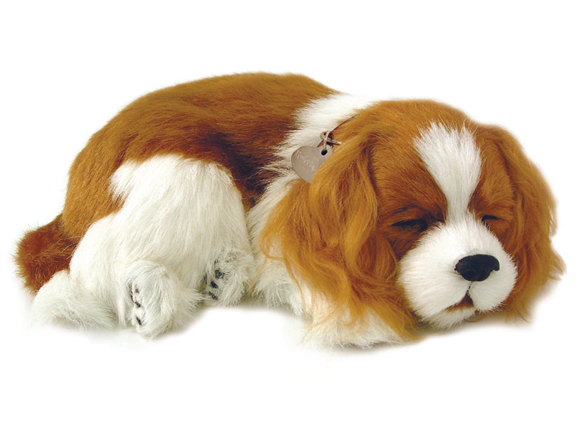 Precious Petzzz Cavalier King Charles Spaniel