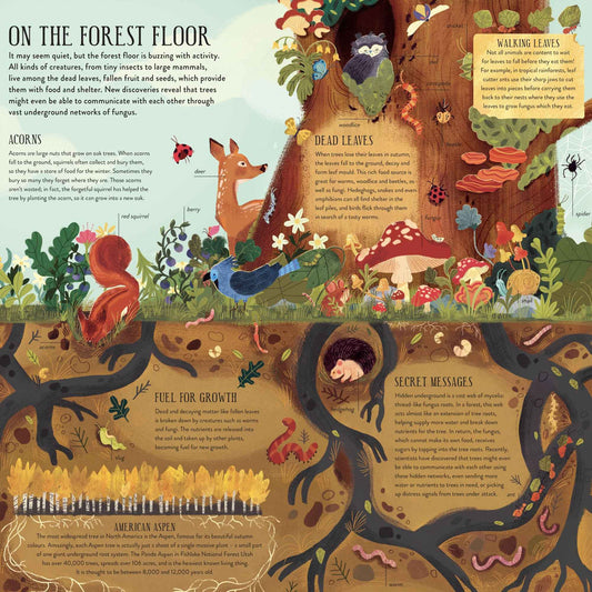 Build a Tree Model Kit