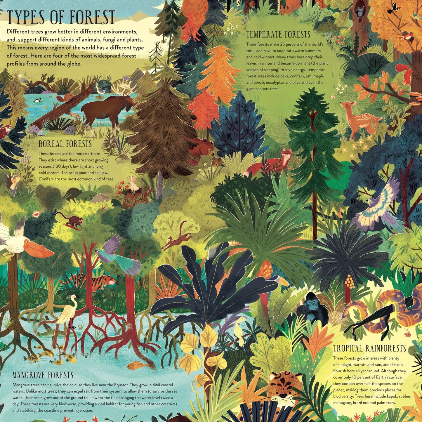 Build a Tree Model Kit