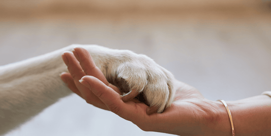 What Our Pets Mean to Us: Companionship, Joy & Everyday Purpose