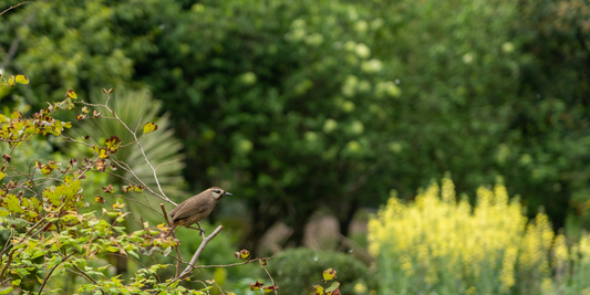 Why We’re Pausing Our Bird & Wildlife Twitchers Scope Hobby Kit This Summer