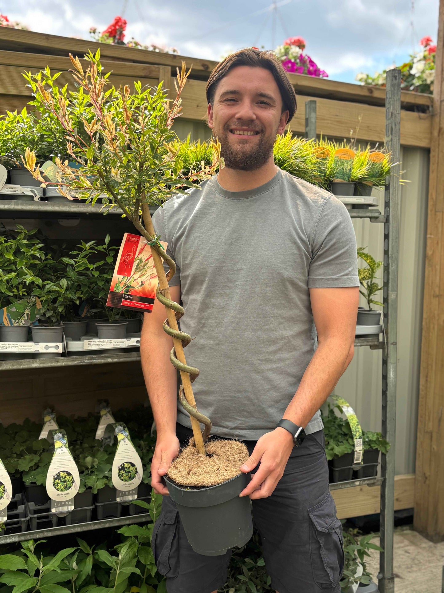 Salix intergra 'Hakuro - Nishiki' SPIRAL Flamingo Dwarf Willow Tree (80-90cm)