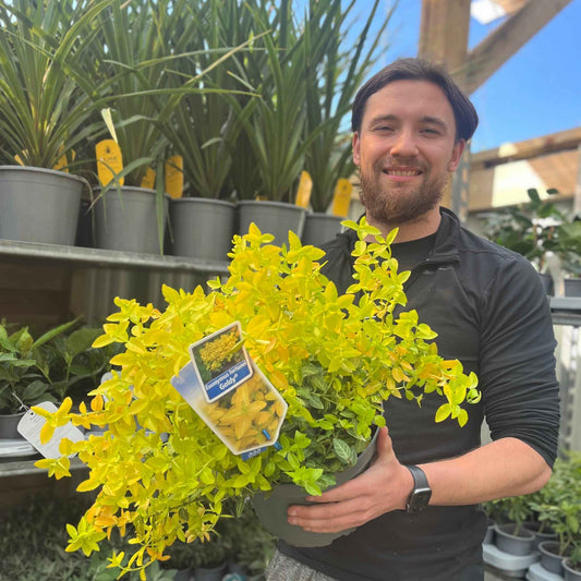 Euonymus fortunei 'Goldy' 5L