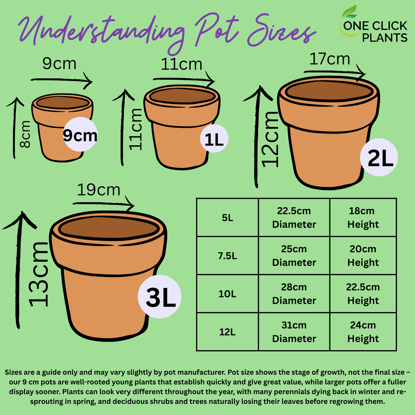 Anemone hybrida Queen Charlotte 9cm Pot
