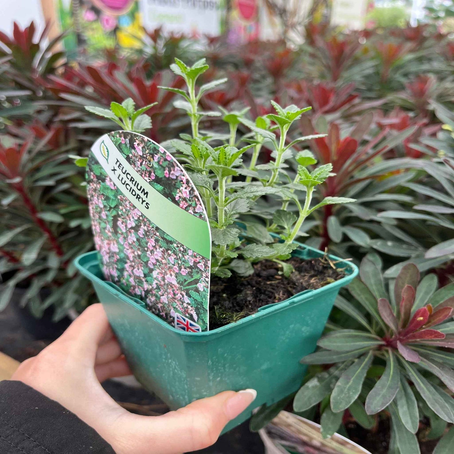 Teucrium x Lucidrys 9cm