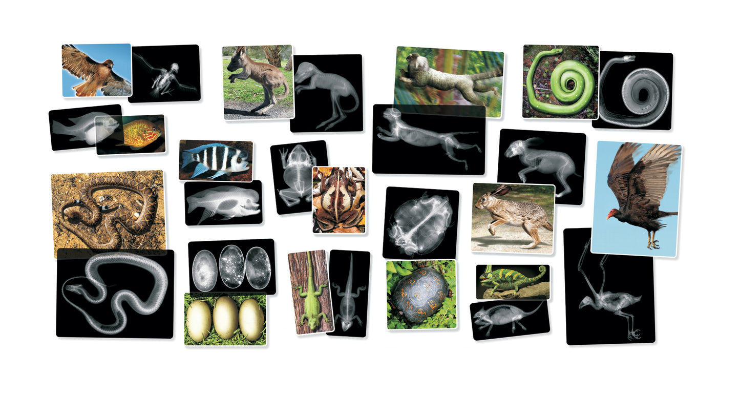 Animal X-Rays