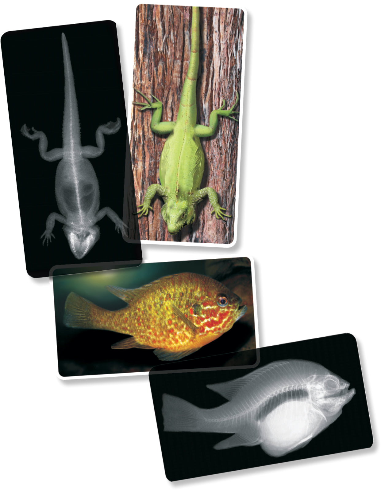 Animal X-Rays