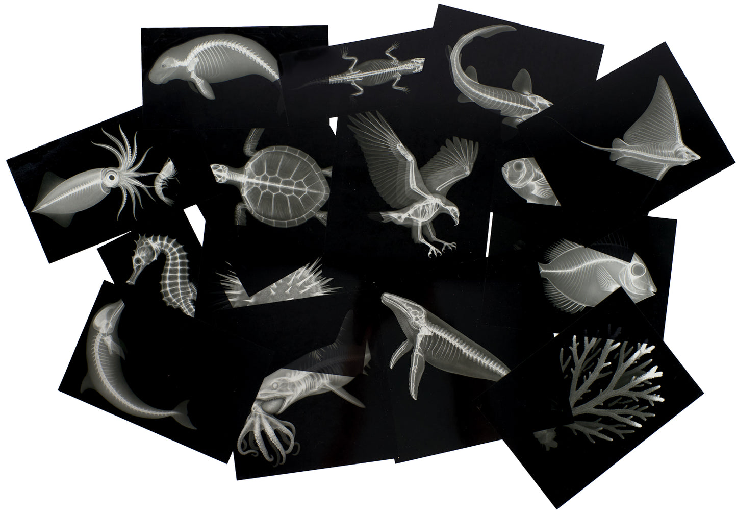 Great Barrier Reef Sealife X-Rays