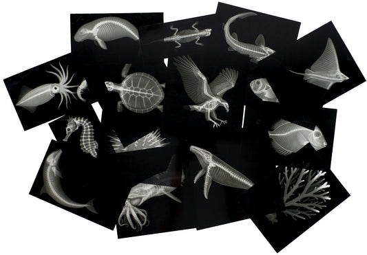 Great Barrier Reef Sealife X-Rays