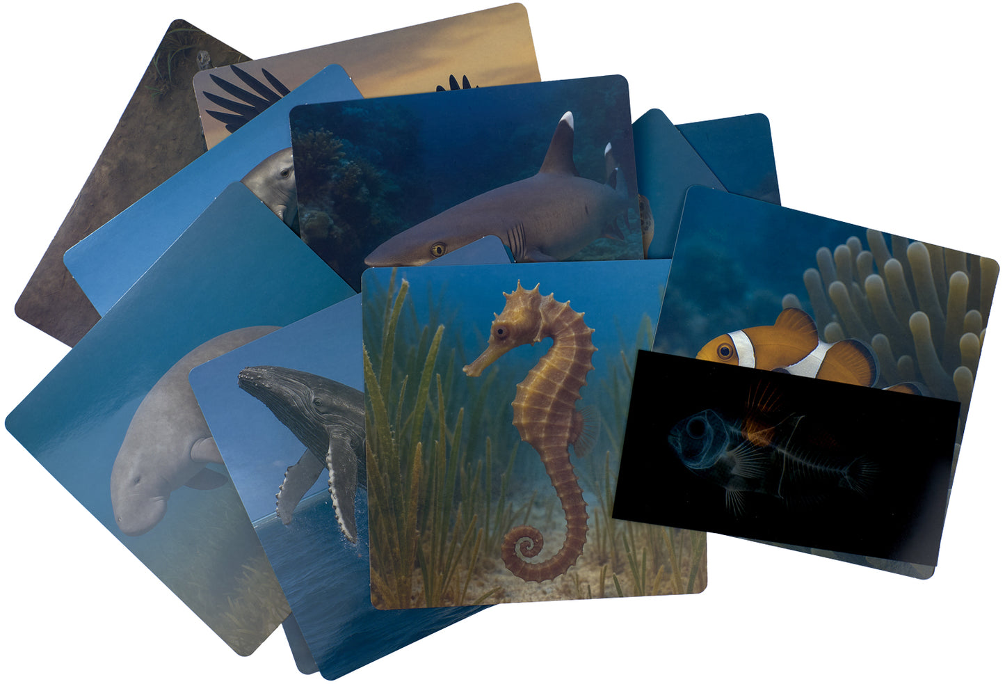 Great Barrier Reef Sealife X-Rays