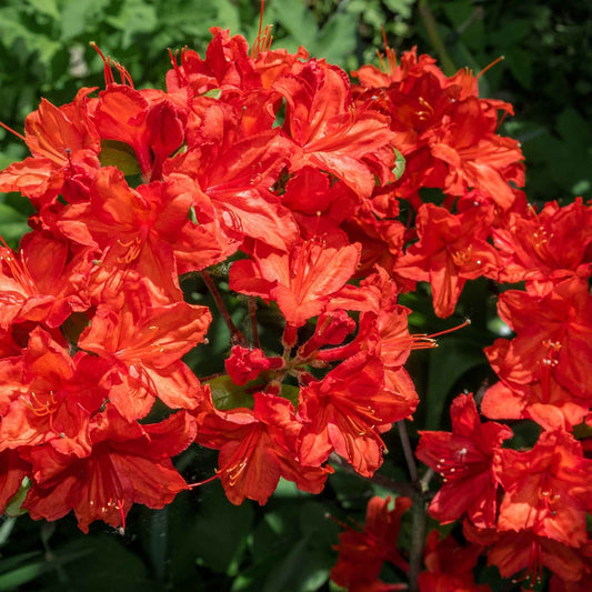Azalea knaphill 'Satan' 5L (80-90cm inc. pot)