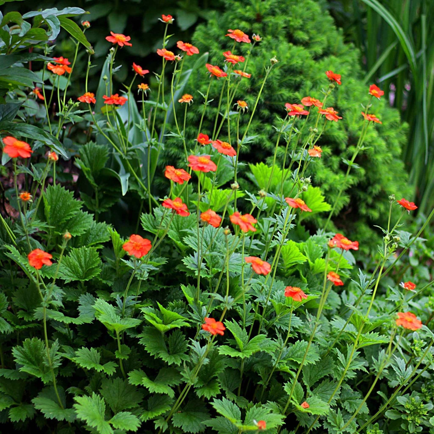 Geum Borisii 9cm