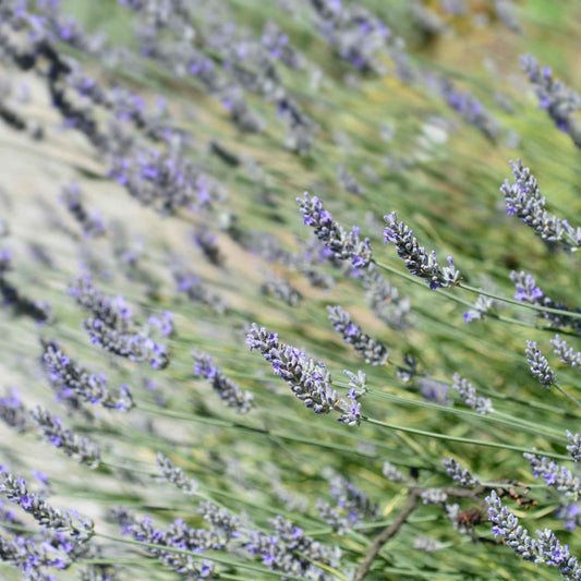 Lavender angustifolia 'Platinium Blonde' 9cm