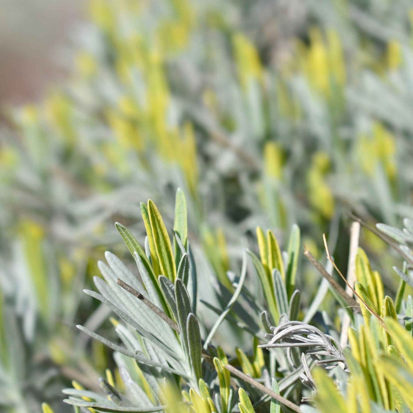 Lavender angustifolia 'Platinium Blonde' 9cm