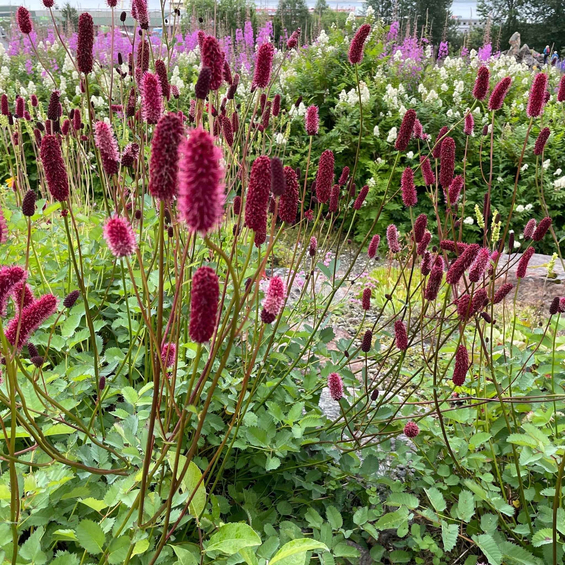 Sanguisorba Menziesii 9cm