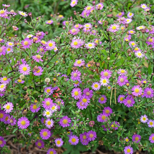 Aster ageratoides Ezo Murasak 9cm
