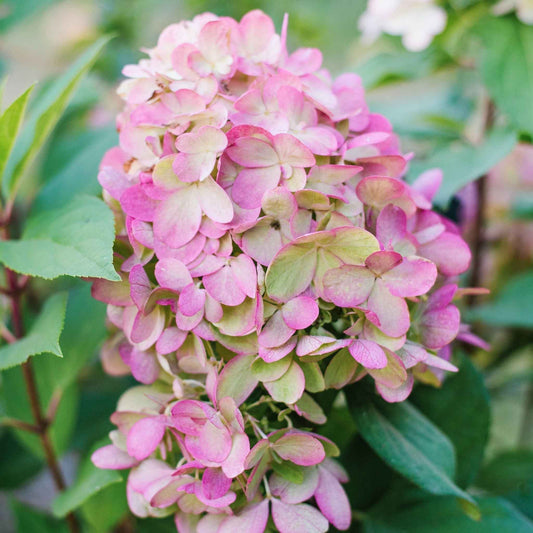 Hydrangea paniculata 'Bonfire' 9cm