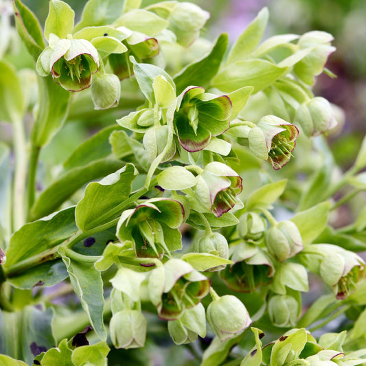 Helleborus foetidus 9cm