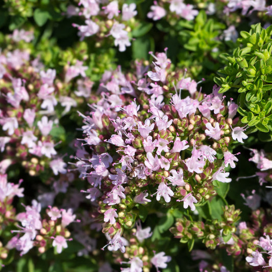 Marjoram compact 9cm